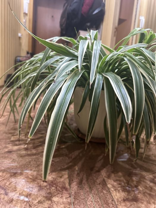 Большой взрослый хлорофитум