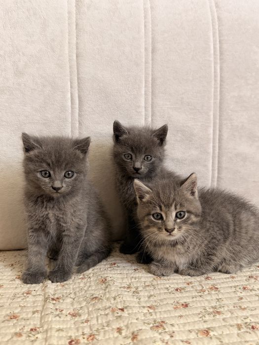 Отдам котят в добрые руки