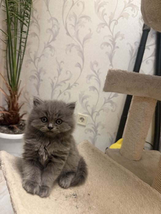 британски котета