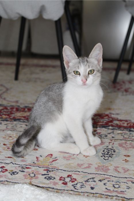 Кошка шотлански 3 месяц