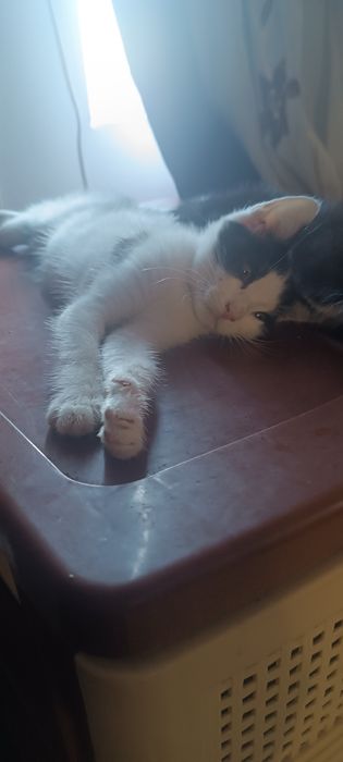 Donez pui de pisica