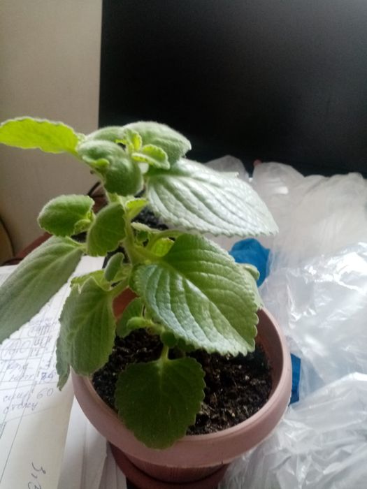 Продаю комнатные цветы