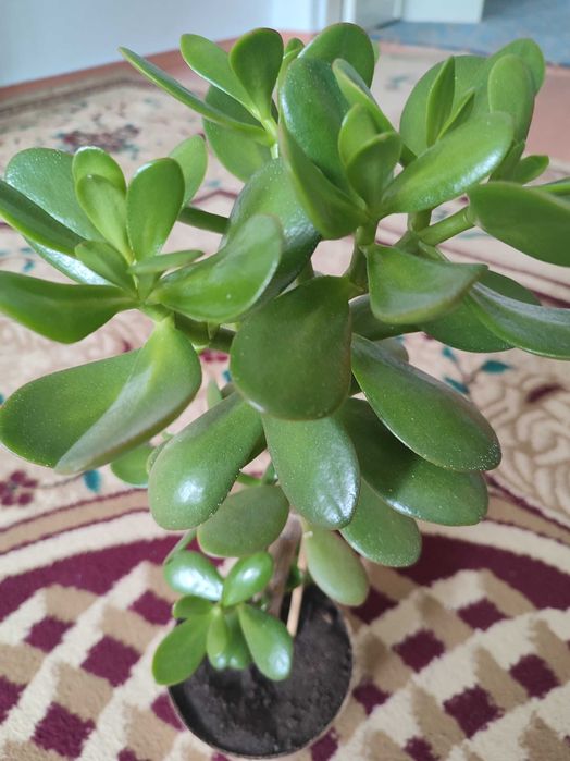 Комнатные  цветы