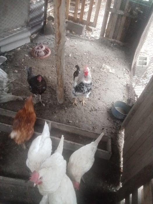 Продам курей домашних