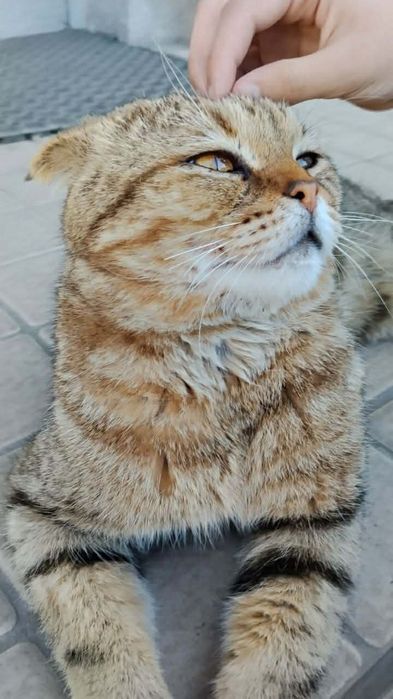 Кот пропал. Вознаграждение