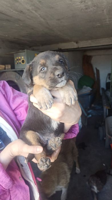 Отдам в добрые руки