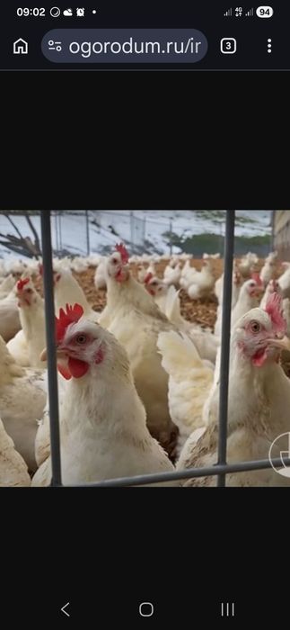 Куры несушки Ломан Вайт белые