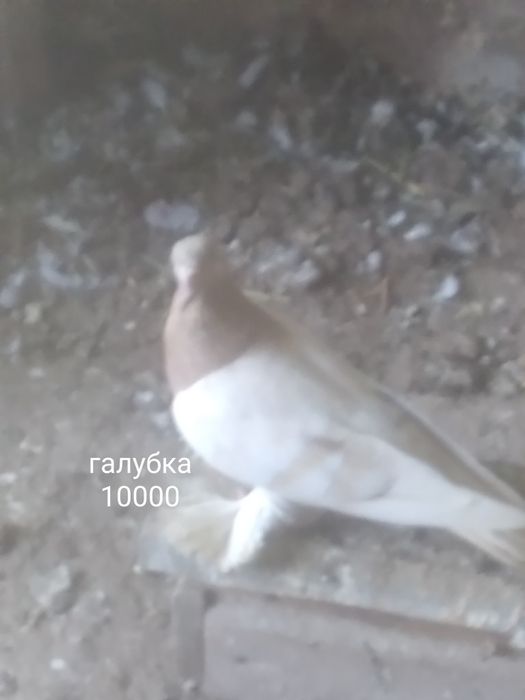 Село Шамалған голуби