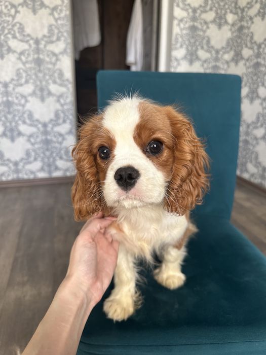 Продаются Щенки Кавалер Кинг Чарльз Спаниель
