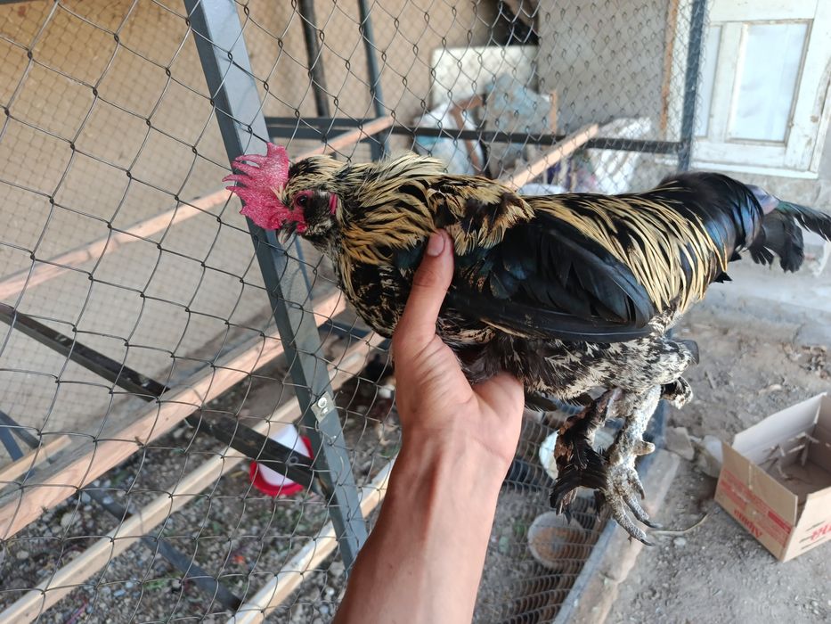 Yapon xoʻrozlar sotiladi