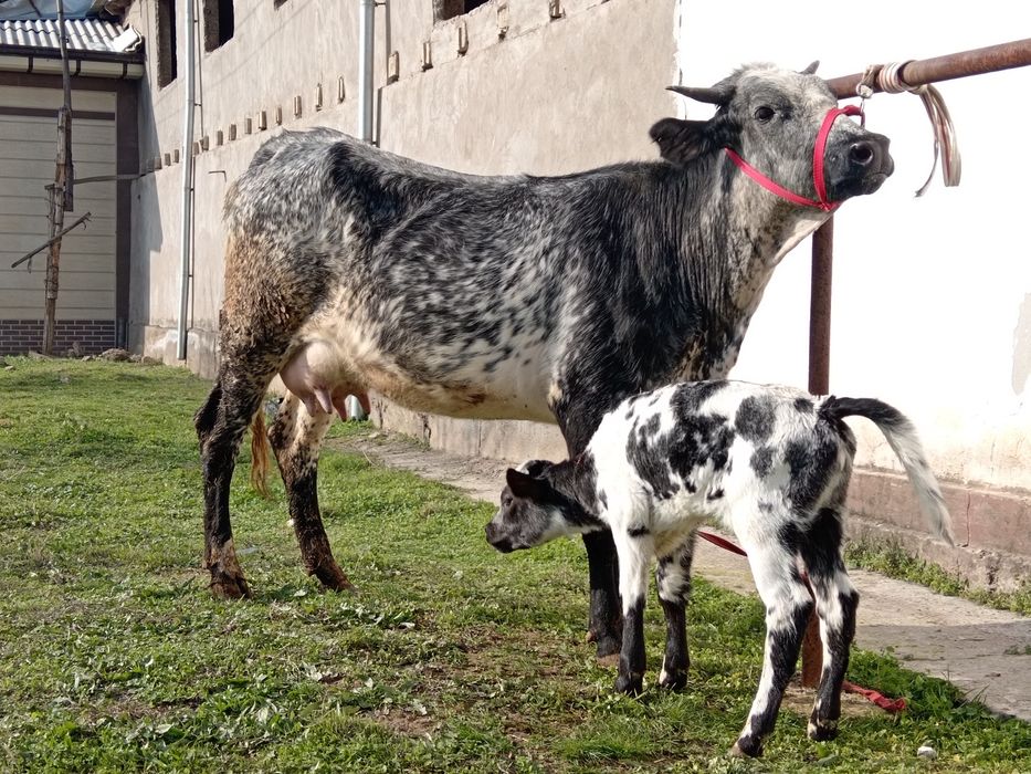 Ona bola sigr sotiladi