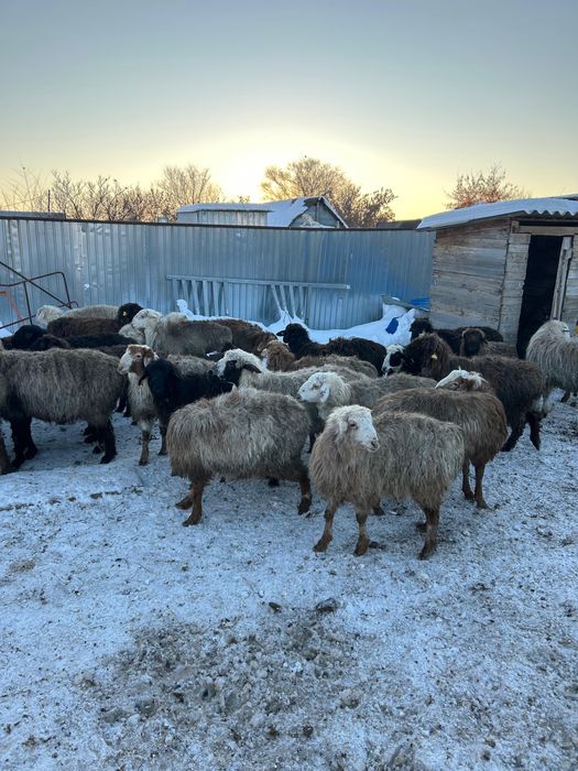 Кой,баранина.    .