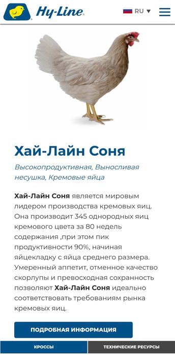 Цыплята 100 % Курочки несушки Хай Лайн соня  и Ломан Сенди Жужалари