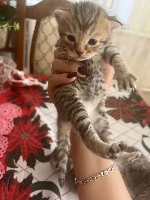 Отдам котят в добрые руки!!!