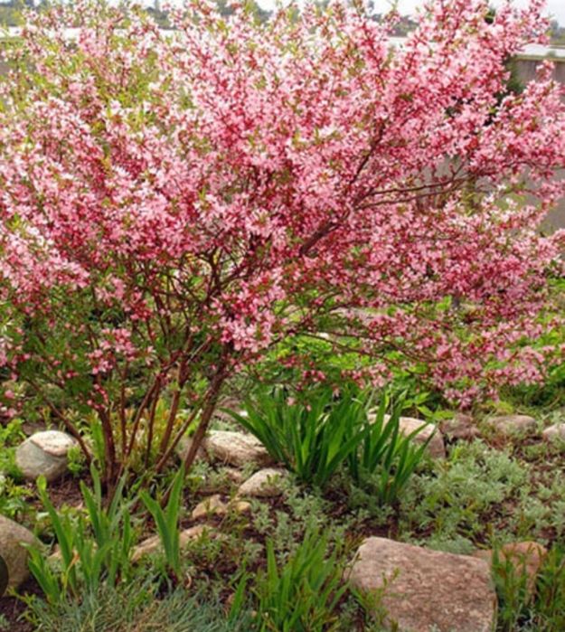 Сливы. Вишни. Яблони. Ели. Цветы.