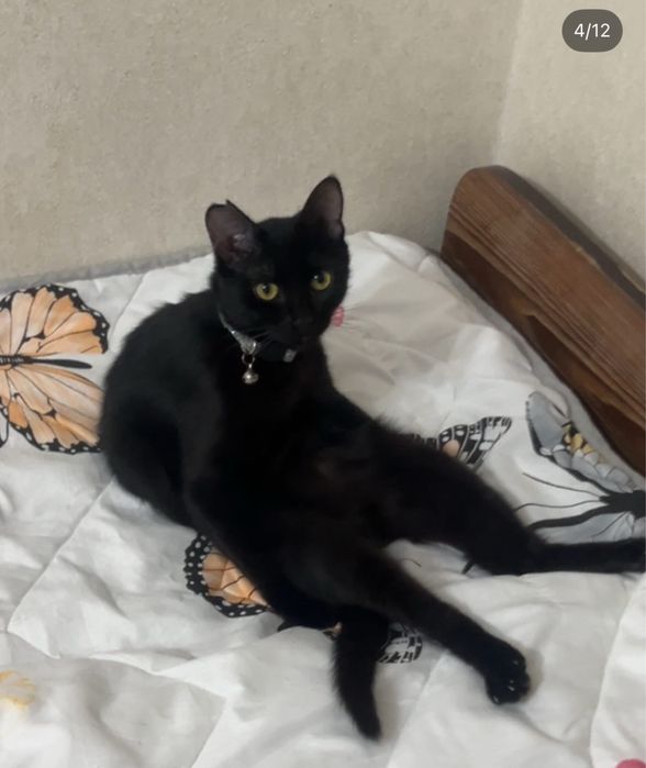 Отдам в хорошие руки, Котенок (девочка)