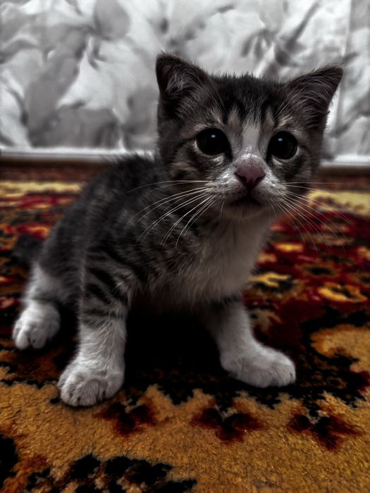 Котенок мальчик.