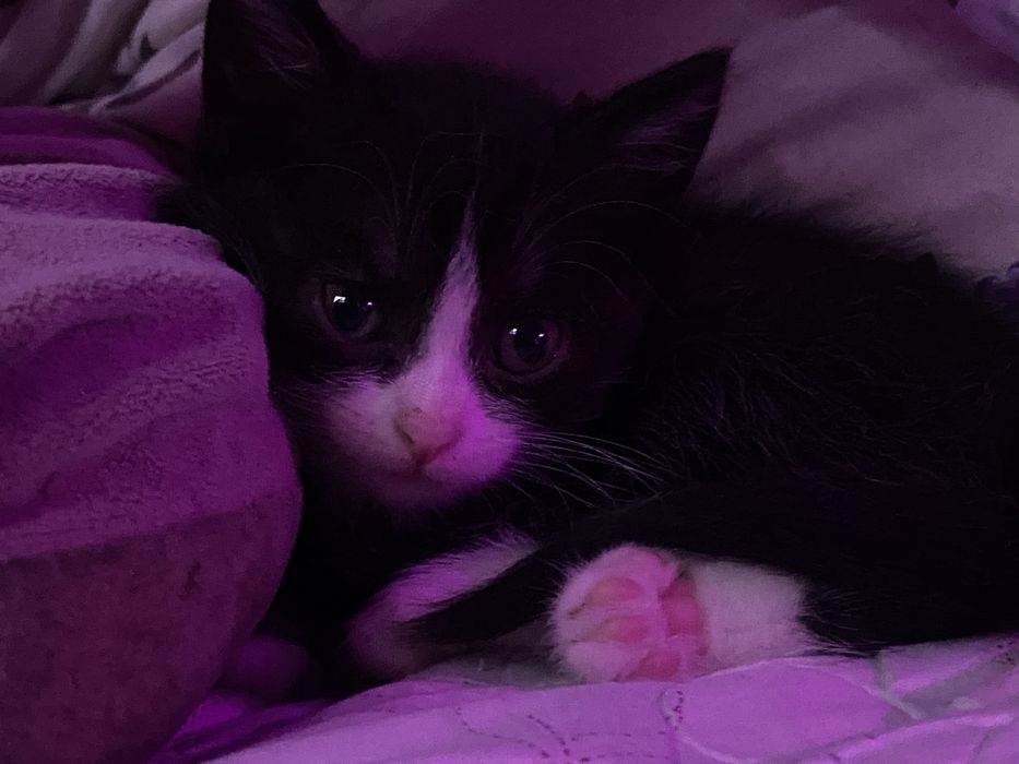 отдам котят даром