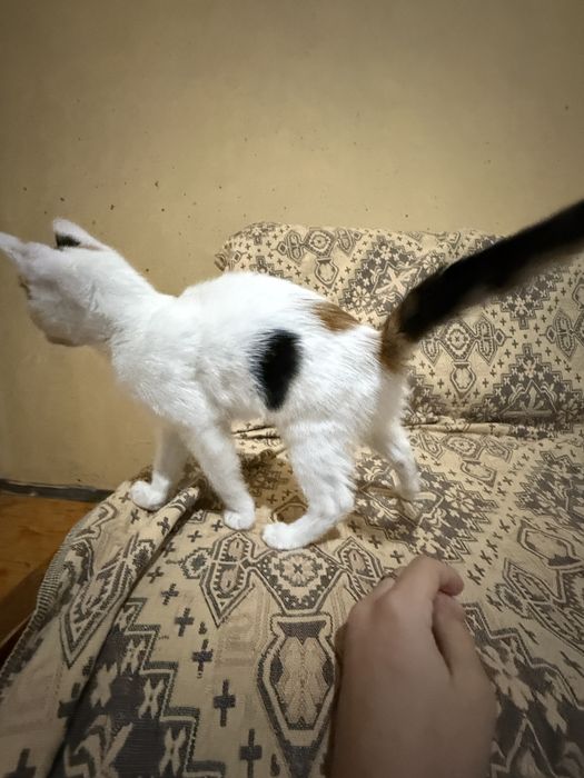 бебе котенце си търси дом