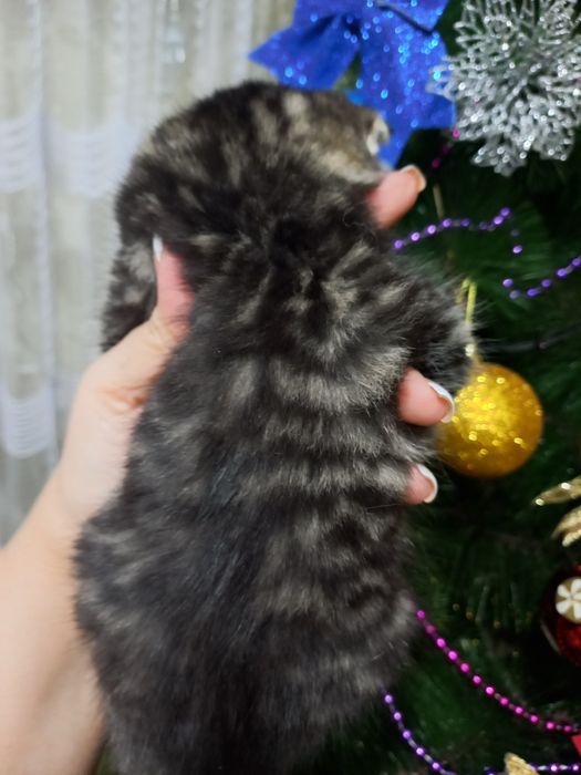 Шикарные котята скоттиш фолд