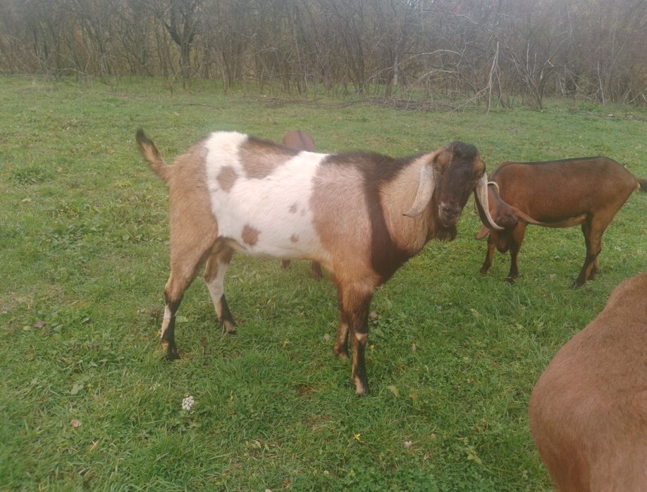 Țap de rasă anglo-nubian