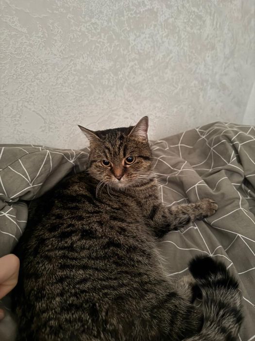 Отдам кошечку в добрые руки