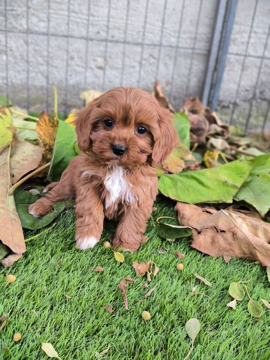 Vand fetita Cavapoo f1 mini