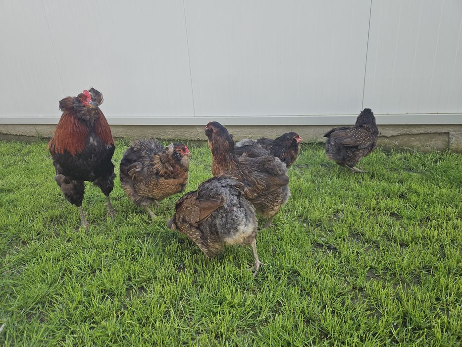 Ouă pentru incubat Araucana
