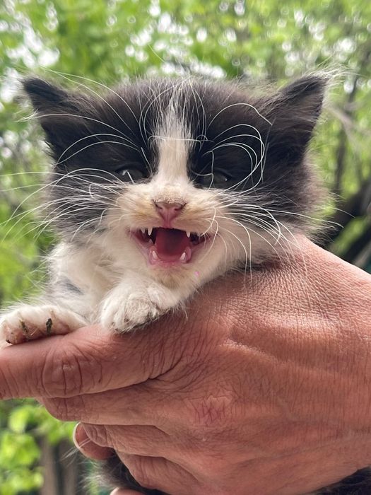 Отдам котят в хорошие руки