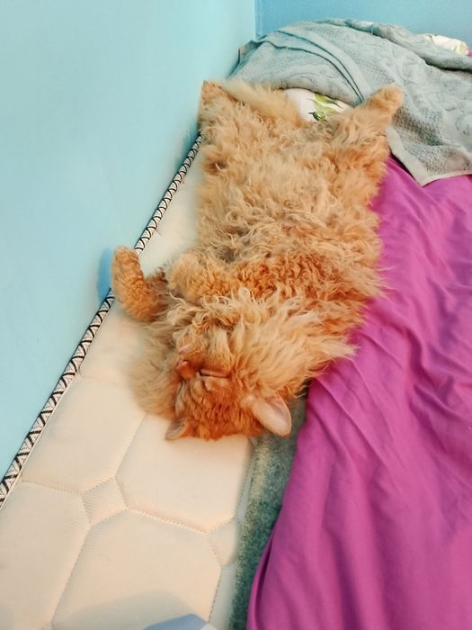 Передержка кошек