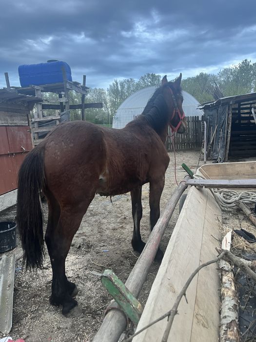 Manz de vanzare in varsta de 1 an si 2 luni