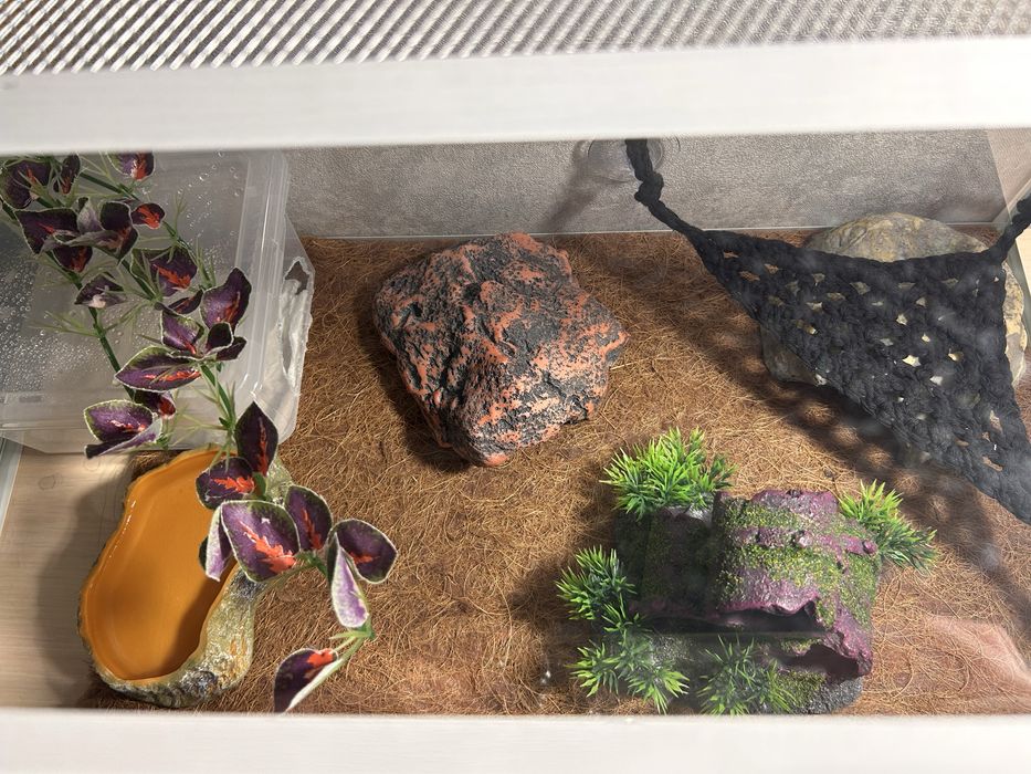 Эублефар с террариумом