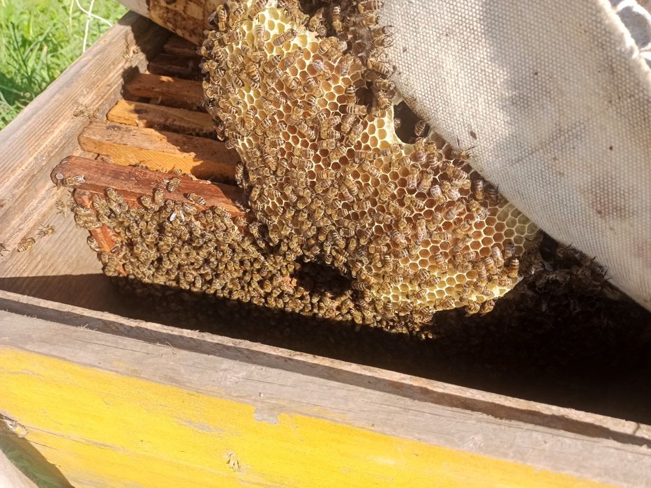 Продам пчелопакеты, пчелосемьи, ульетару