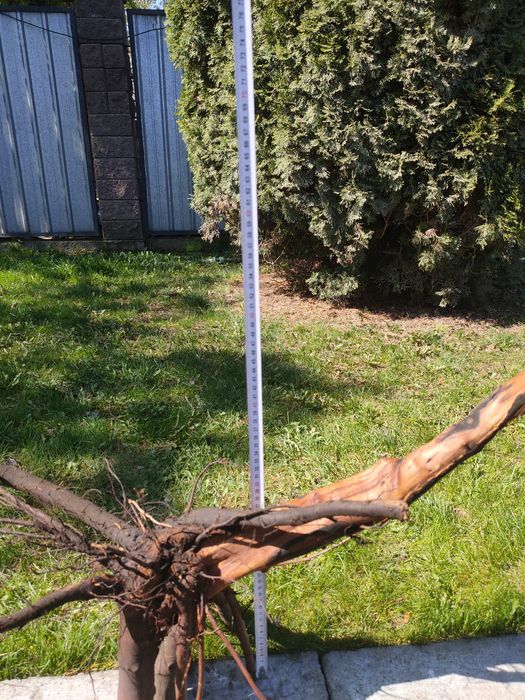 Коряга - декор в аквариум