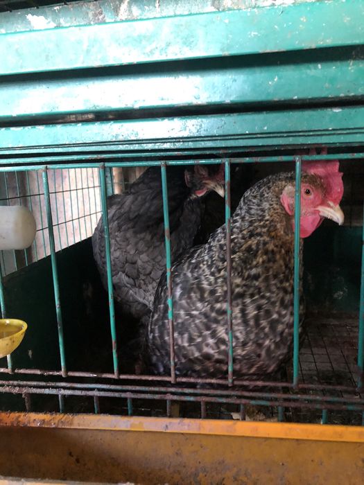 Продам срочно жирный курей