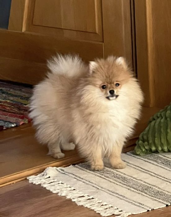 Vand caine Pomeranian