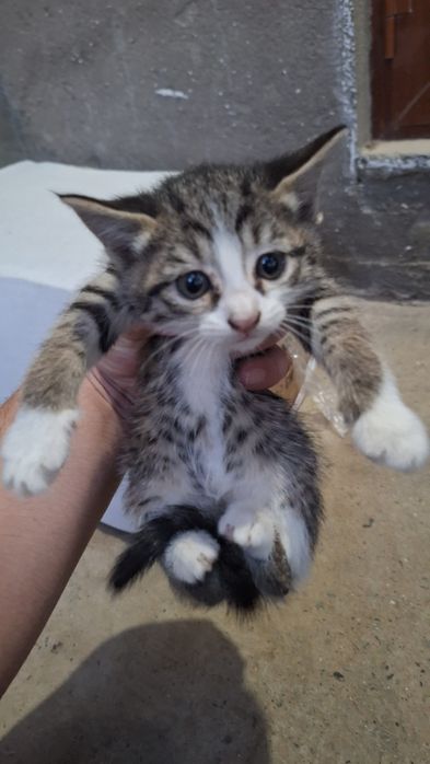 Мушуклар берилади