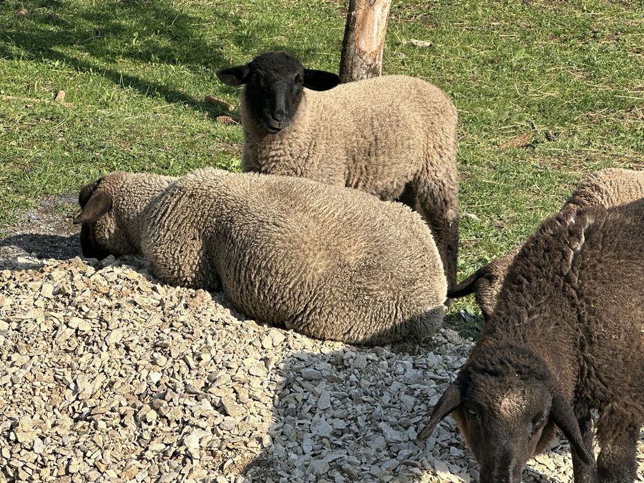 Suffolk berbecut 4 luni mieluta si oi