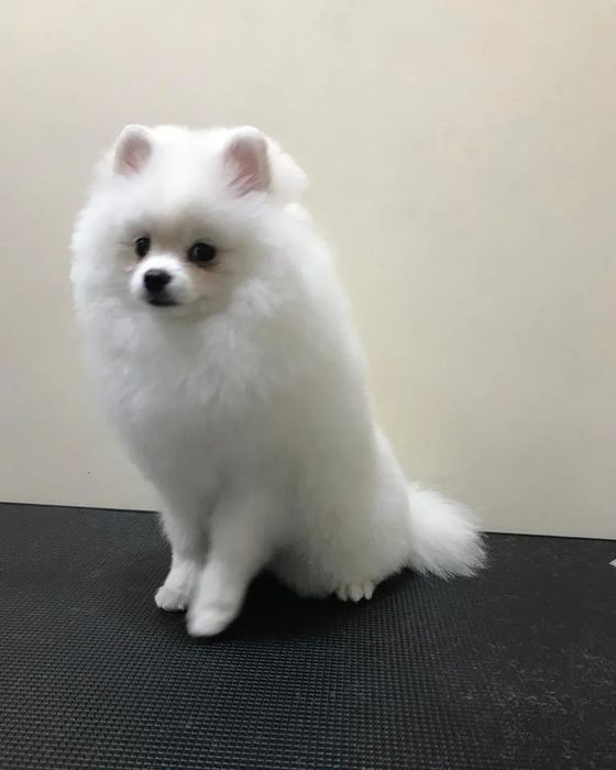 Стрижка, груминг, экспресс линька