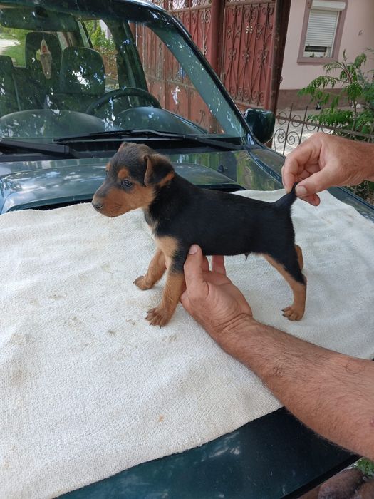 Catei Jagd Terrier in varsta de 2 luni pentru vanatoare