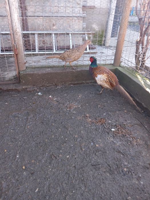 Vând fazani maturi.