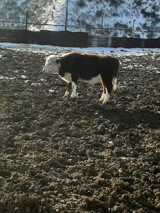 Продам скот бычки коровы