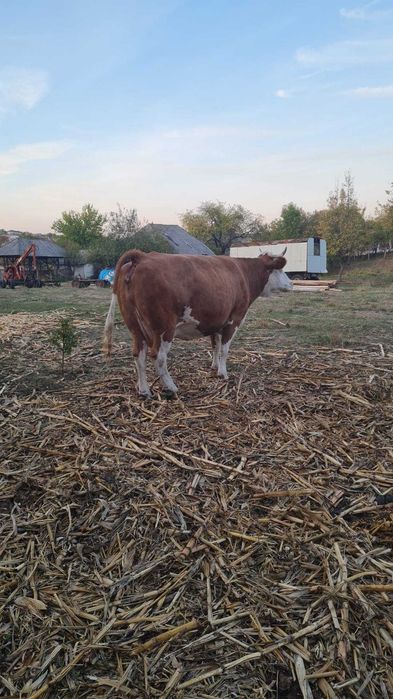 Vând vaca de 8 ani gestanta in 8 luni