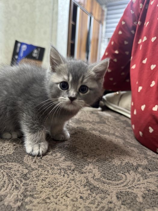 Продаются котята