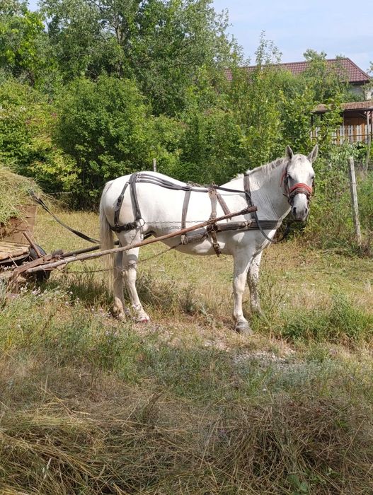 Iapa de 8 ani de vanzare