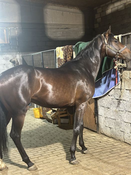 Айғыр 3 жасар Англо-Буден