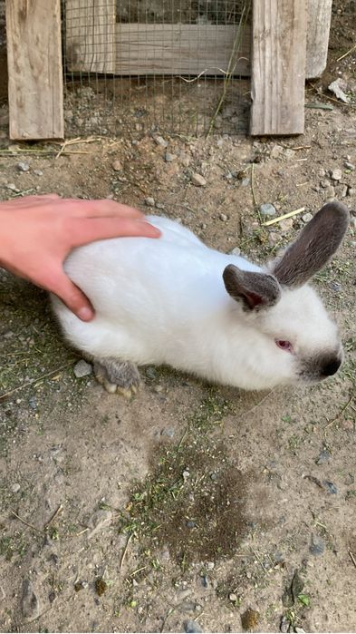 Продам кролика самец