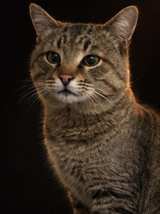 Кот ищет семью СРОЧНО