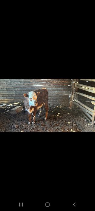 Продам корову с теленком