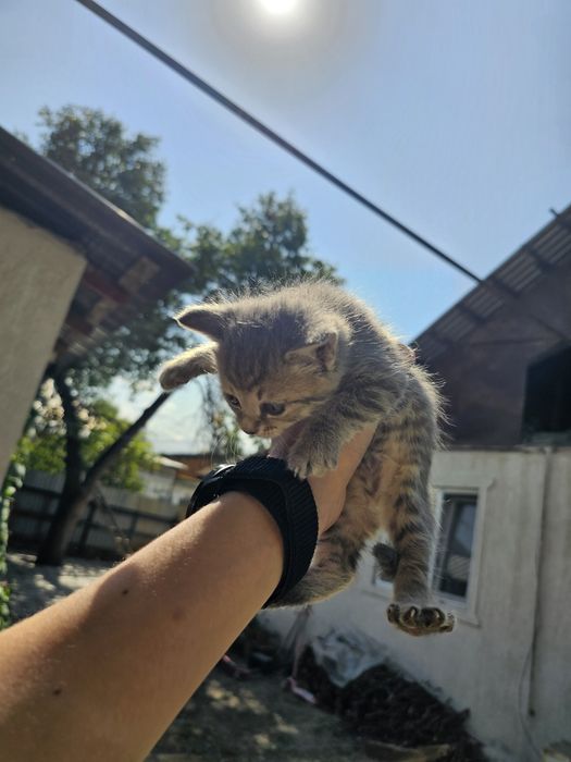 4 котят пол пока не всех знаю